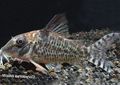 Spotted Corydoras blochi Aquarium Fish, Photo and characteristics