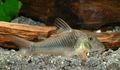Silver Corydoras ellisae Aquarium Fish, Photo and characteristics
