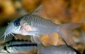 Silver Corydoras guianensis Aquarium Fish, Photo and characteristics