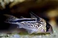 Getupft Corydoras Loxozonus Zierfische, Foto und Merkmale