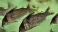 Elongated Aquarium Fish Corydoras punctatus care and characteristics, Photo