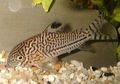 Elongated Aquarium Fish Corydoras trilineatus care and characteristics, Photo