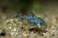 Photo Aquarium Fish Corydoras undulates characteristics