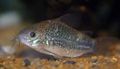 Elongated Aquarium Fish Corydoras undulatus care and characteristics, Photo