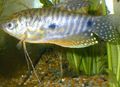 Elongated Aquarium Fish Cosby gourami care and characteristics, Photo