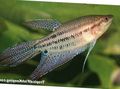 Motley Croaking gourami Aquarium Fish, Photo and characteristics