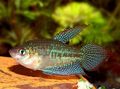 Motley Aquarium Fish Croaking gourami, Trichopsis vittata characteristics, Photo