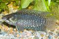 Elongated Aquarium Fish Ctenopoma fasciolatum care and characteristics, Photo