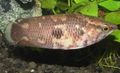 Gold Aquarium Fish Ctenopoma oxyrhynchum characteristics, Photo