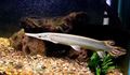 Spotted Cuban gar Aquarium Fish, Photo and characteristics