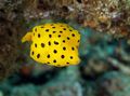 Yellow Cubicus Boxfish, Photo and characteristics
