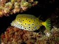 Spotted Cubicus Boxfish, Photo and characteristics