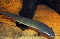 Serpentine Aquarium Fish Cuvier Bichir care and characteristics, Photo