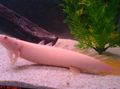 Pink Cuvier Bichir Aquarium Fish, Photo and characteristics