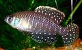 Oval Aquarium Fish Cynolebias nigripinnis care and characteristics, Photo