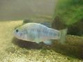 Light Blue Cyprinodon Aquarium Fish, Photo and characteristics