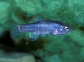 Blue Cyprinodon Aquarium Fish, Photo and characteristics