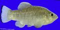 Silver Cyprinodon Aquarium Fish, Photo and characteristics