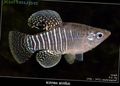 Striped Diamond Killifish, Photo and characteristics
