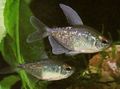 Silver Diamond Tetra Aquarium Fish, Photo and characteristics