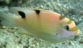 Pink Dischistodus Aquarium Fish, Photo and characteristics