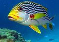 Elongated Dogfish Orientalis care and characteristics, Photo