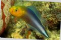 Elongated Aquarium Fish Double Striped Dottyback care and characteristics, Photo