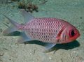 Oval Doubletooth Soldierfish care and characteristics, Photo