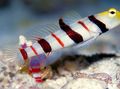 Striped Dracula Goby Aquarium Fish, Photo and characteristics