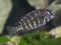Spotted Duboisi Cichlid Aquarium Fish, Photo and characteristics
