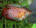 Oval Aquarium Fish Dwarf Gourami care and characteristics, Photo