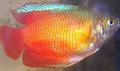 Red Aquarium Fish Dwarf Gourami, Colisa lalia characteristics, Photo