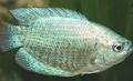 Stříbro Čichavec Zakrslý Akvarijní Ryby, fotografie a charakteristiky