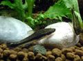 Elongated Aquarium Fish Dwarf Otocinclus care and characteristics, Photo
