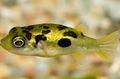 Oval Aquarium Fish Dwarf Puffer care and characteristics, Photo