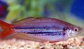 Photo Dwarf rainbowfish description and characteristics