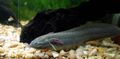 Serpentin Zierfische East African Lungfish kümmern und Merkmale, Foto