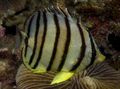 Striped Eight banded butterfly fish, Photo and characteristics