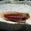 Spotted Ember Blenny Aquarium Fish, Photo and characteristics