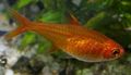 Oval Aquarium Fish Ember Tetra care and characteristics, Photo