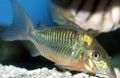 Oval Emerald Catfish care and characteristics, Photo