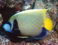 Striped Emperor Angelfish, Photo and characteristics