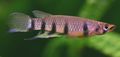 Striped Epiplatys Aquarium Fish, Photo and characteristics