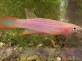 Pink Epiplatys Aquarium Fish, Photo and characteristics