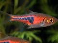 Elongated Aquarium Fish Espe's Rasbora care and characteristics, Photo