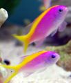 Elongated Aquarium Fish Evansi Anthias care and characteristics, Photo