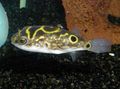 Spotted Eyespot pufferfish, Photo and characteristics