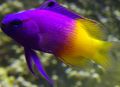 Elongated Aquarium Fish Fairy Basslet care and characteristics, Photo