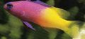Motley Fairy Basslet Aquarium Fish, Photo and characteristics