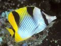 Triangular Falcula Butterflyfish care and characteristics, Photo
